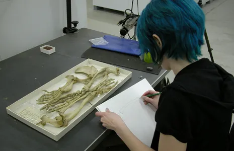 An artist sketches the preserved bones of a specimen in the Smithsonian's collection.