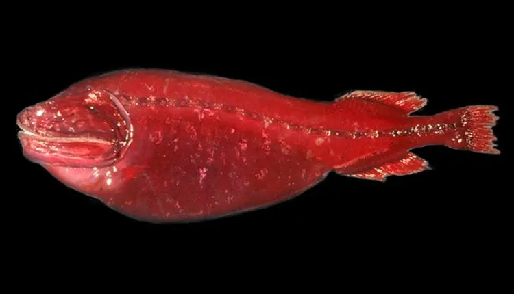 Whalefish Specimen