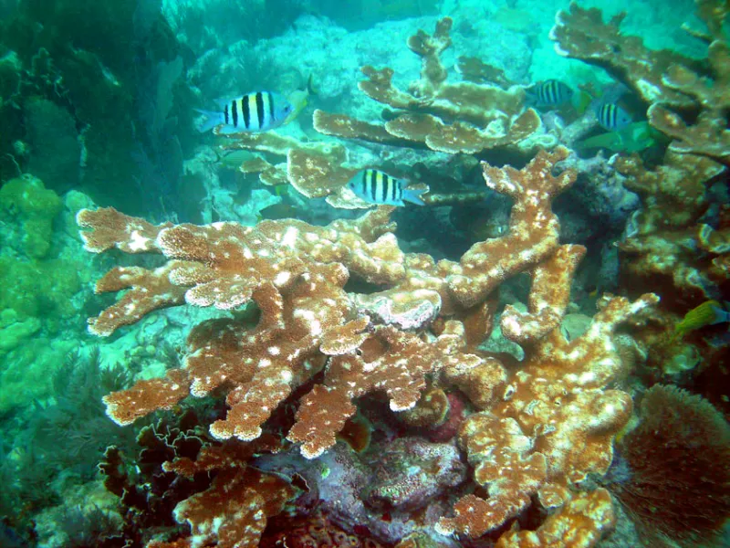 a piece of coral with white spots from infection
