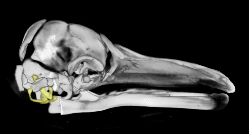 A 3-D reconstruction of the skull of a fin whale fetus. A 3-D reconstruction of the skull of a fin whale fetus.