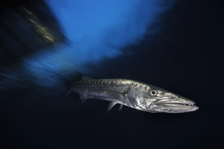 Great Barracuda, Witu Islands, Papua New Guinea 