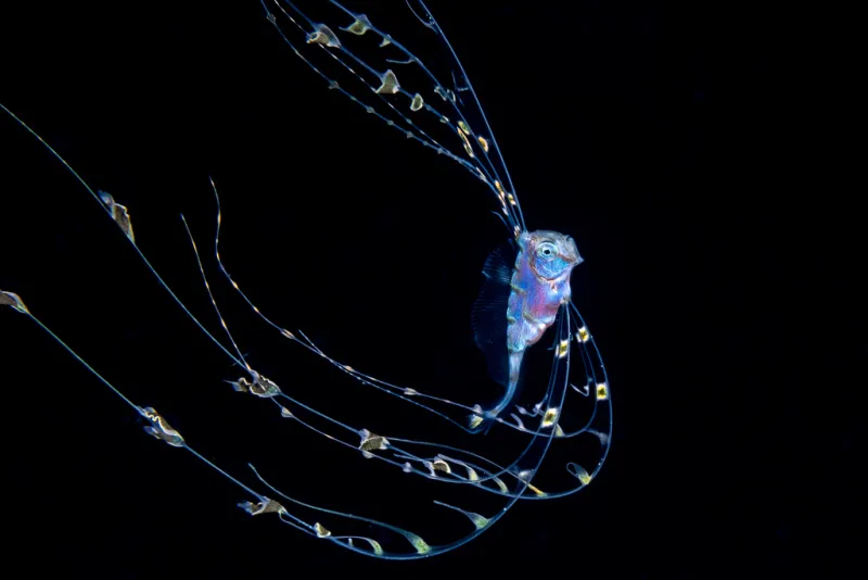 a larval fish with specialized filaments that fan out like tentacles