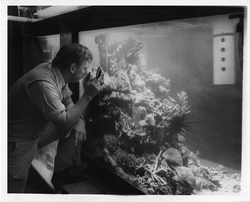 Walter Adey and the NMNH coral reef tank