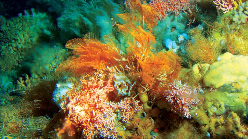 Aleutian Coral Reef Orange and red deep-sea corals.