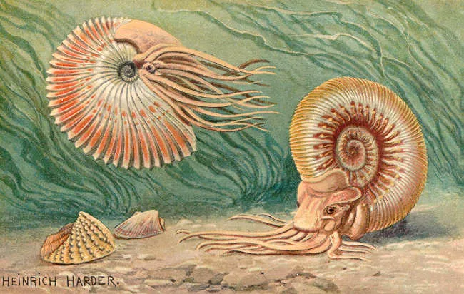 two ammonoids in the water