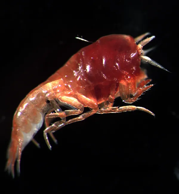 Lanceola clausi is a rare deep-water organism.