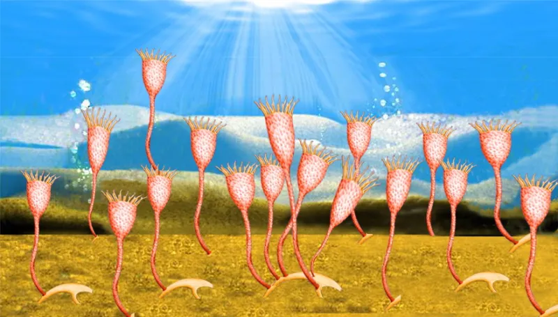 Ancient Entoproct Community An Illustration of small tentacled fossils.