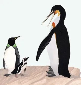 Illustration of two ancient penguin species next to the smaller living Humboldt penguin.