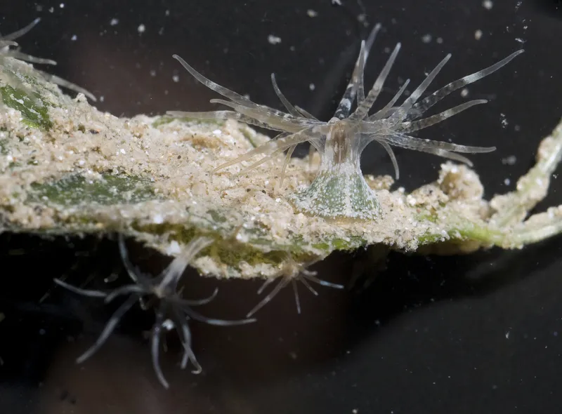 Seagrasses don't just provide shelter for free-swimming animals, but also are a habitat for non-moving organisms, such as these sea anemones.