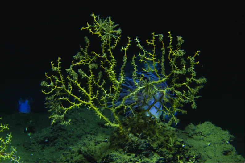 A brown-colored deep-sea coral sits on the deep ocean floor and is covered with brown oil floc. 