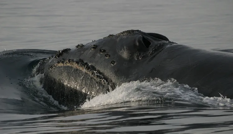 A North Pacific right whale swims in the Bering Sea.