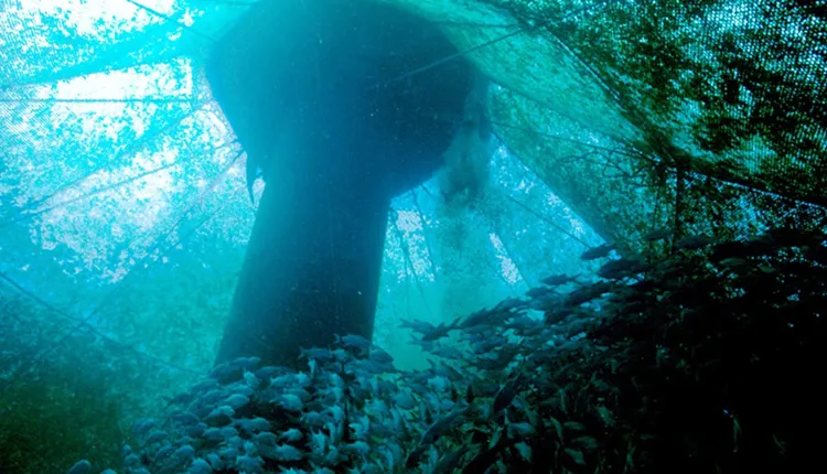 An offshore cage is stocked with 70,000 Pacific threadfin (Polydactylus sexfilis).