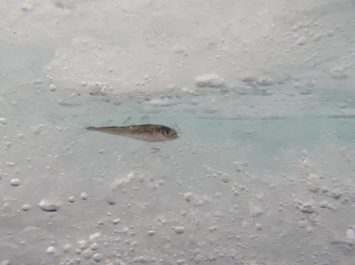 An Arctic cod rests in an ice-covered space. 