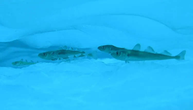 Arctic cod have a special protein that warms their blood.