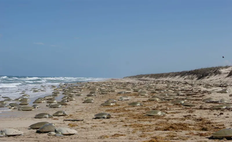 Every year, at the same place and time, thousands of female Kemp's ridley sea turtles come ashore to nest and lay their eggs on the beach. This mass nesting event is known as an arribada, meaning “arrival by sea” in Spanish.