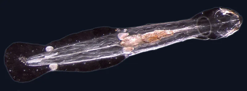 An arrow-worm from the genus Spadella. Alvariño discovered and classified the species Spadella gaetanoi in 1978.
