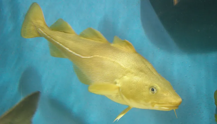 Photograph of a bright yellow fish.