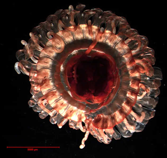 The midwater scyphomedusa Atolla tenella, as seen under a microscope. 