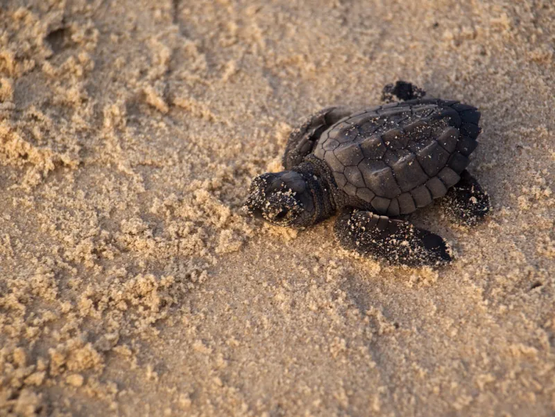 A juvenile Kemp's ridley sea turtle emerges from the nest