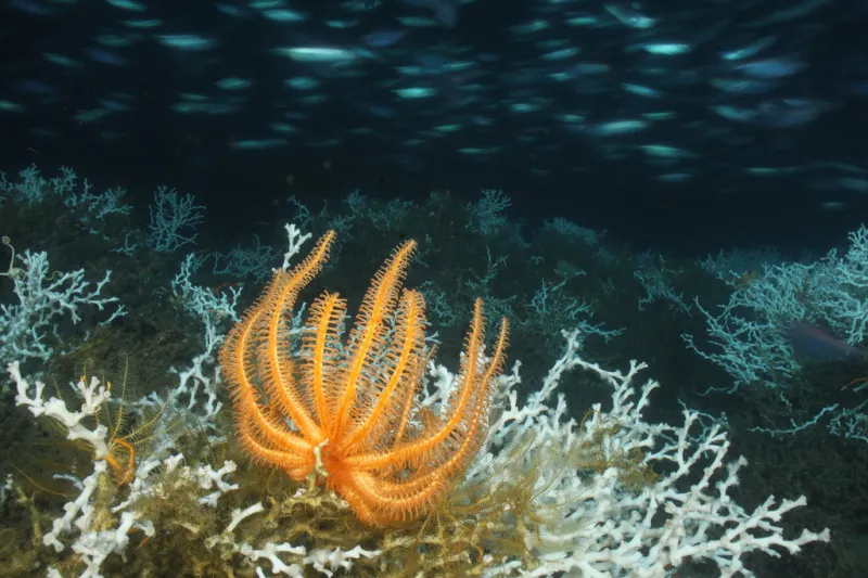 A many-armed, orange starfish. A many-armed, orange starfish.