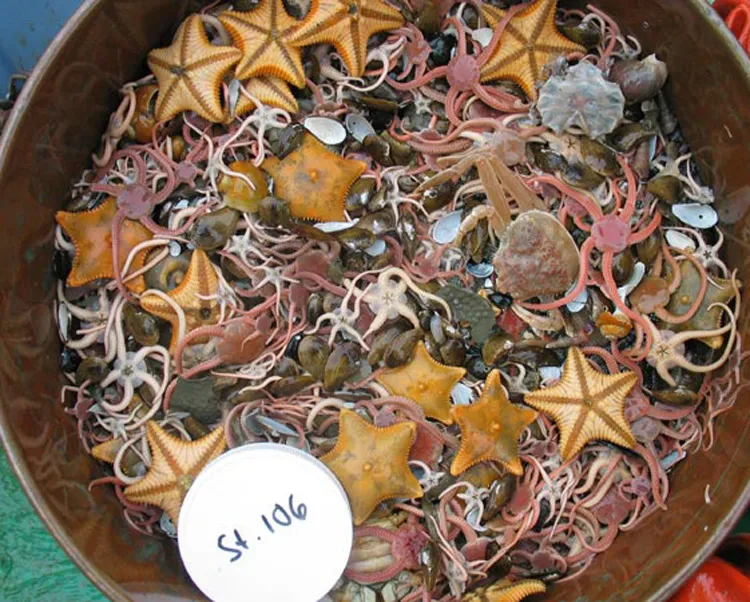 Bottom trawl treasures from the shallow Chukchi Seafloor