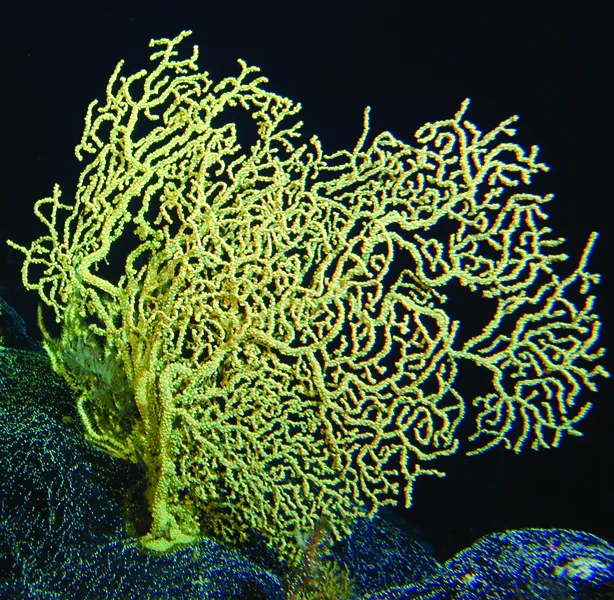 This black coral is more than 4,200 years old. Named for the color of their skeletons, black corals come in many colors.