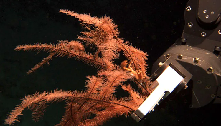 The robotic arm of the Jason, a Remotely Operated Vehicle (ROV), collects several stalks of black coral from the seafloor.