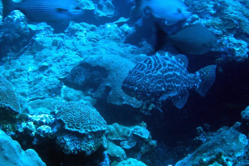 A large black grouper swims amidst coral. 