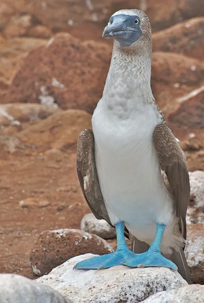 Close-up photograph of the face of a blue footed booby.