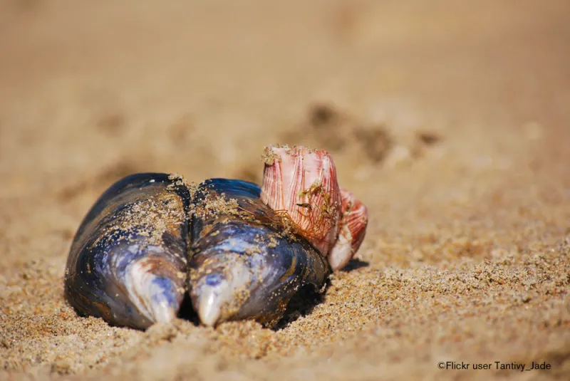 Blue mussels use byssus threads (which you can see on the right, in front of the barnacle shell) to attach to rocks and sometimes to stop a predator from making them a meal.