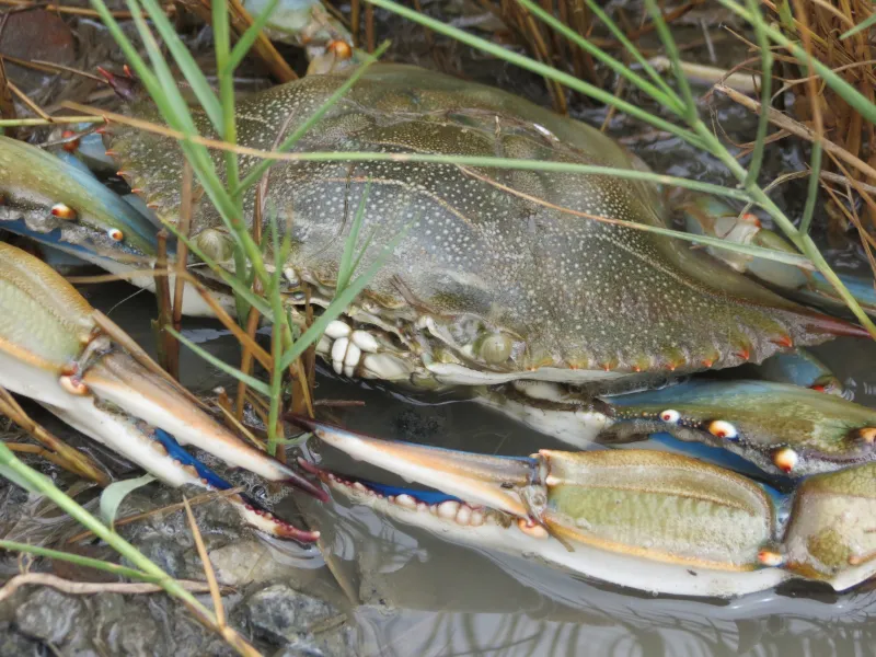 A blue crab on the Mid-Atlantic coast of the U.S.