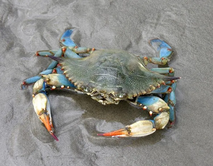 Blue Crab walking in wet sand.
