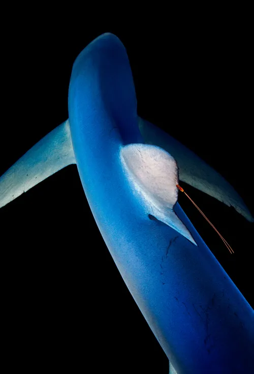 A blue shark, with a copepod attached to its dorsal fin, coasts through waters near New England.