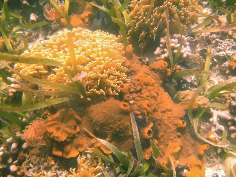 This orange boring sponge (Cliona varians) overgrows several coral species at Panama's Smithsonian Tropical Studies Institute.