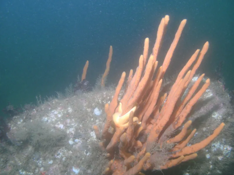 A sea star crawling on an orange finger sponge in Boston Harbor. 