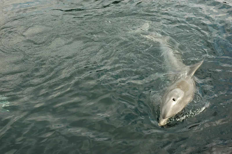 A common bottlenose dolphin swimming.