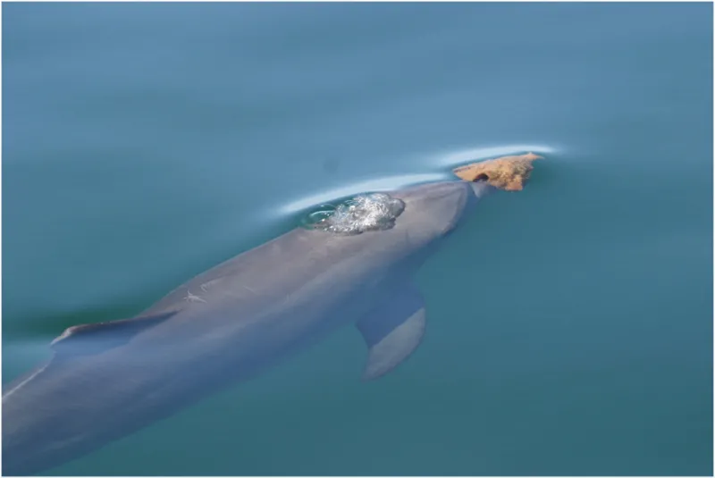A bottlenose dolphin carries a sponge, which it uses as a tool to dig up prey from the seafloor.