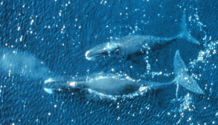 The bowhead whale has a massive, bow-shaped skull.