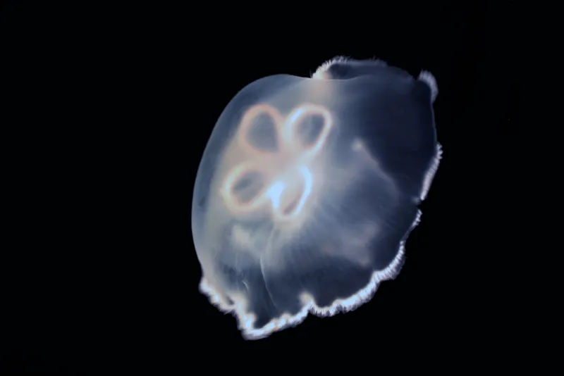 A moon jellyfish.