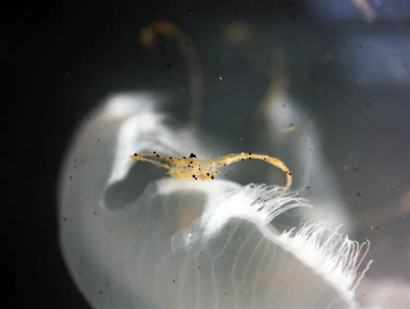 Jellyfish produce mucus, especially when stressed, which can interact with oil and break it down. This moon jellyfish is sloughing off mucus that has mixed with droplets of oil.