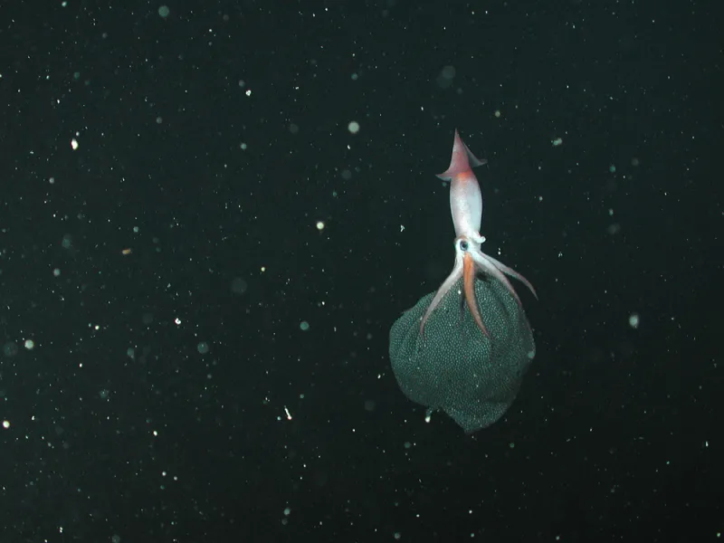 In 2005, scientists from the Monterey Bay Aquarium Research Institute (MBARI) observed a deep-sea squid species (Gonatus onyx) that keeps close watch over her eggs.