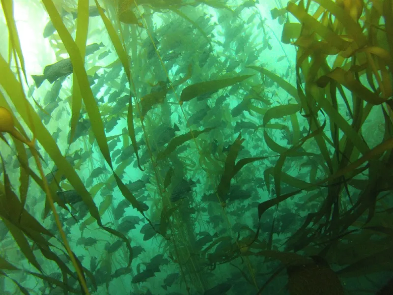 School of blue rockfish in a kelp bed.