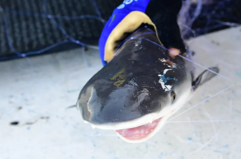 a bull shark in a net