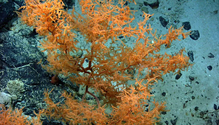 : Black corals often resemble bushes or trees. Their living tissue can be one of several colors. It’s the skeleton that is black.