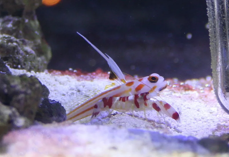 Two candy cane shrimp