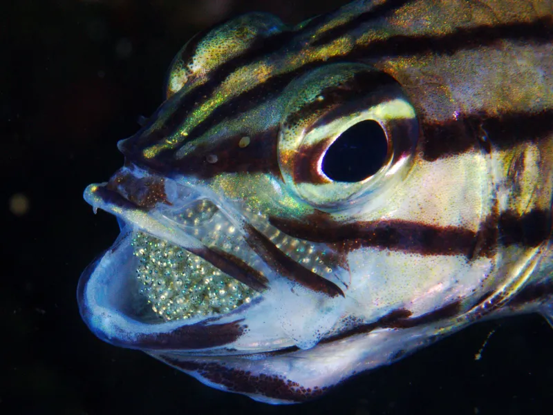 Cardinalfish dads protect their eggs by gingerly carrying them in their mouths.
