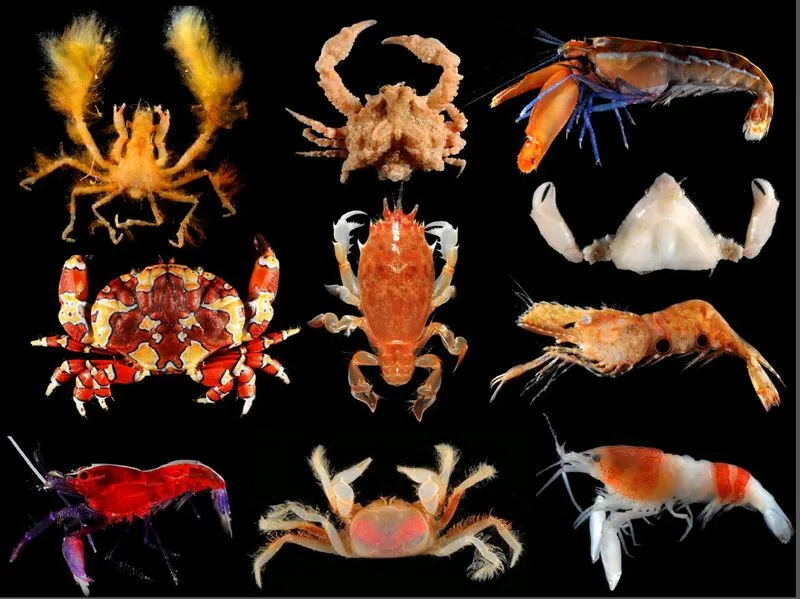 Colorful crustaceans from the Caribbean island of Guadeloupe.