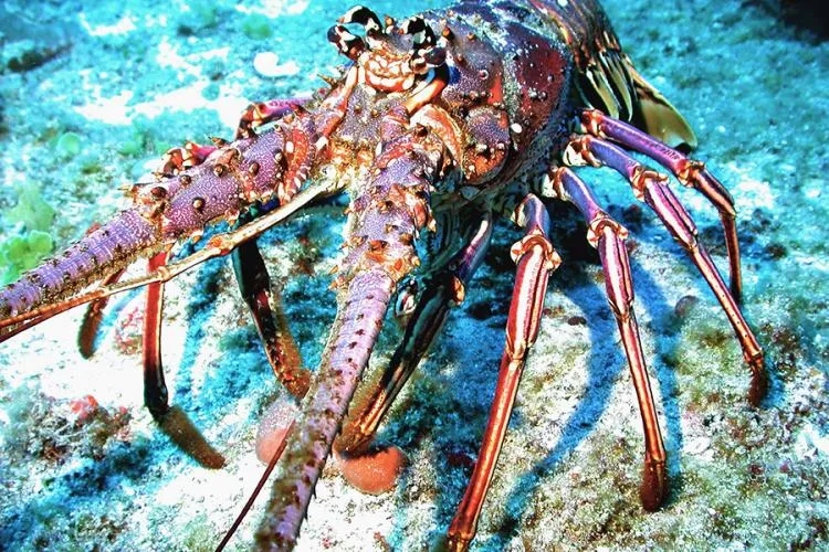 a close up of a spiny lobster