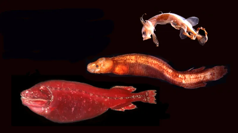 Photo of three sea creatures involved in a scientific mystery