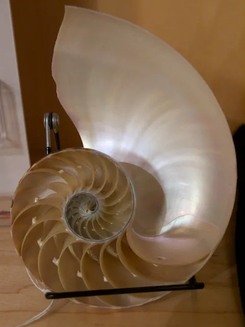 Various perspectives of a paper nautilus shell. 